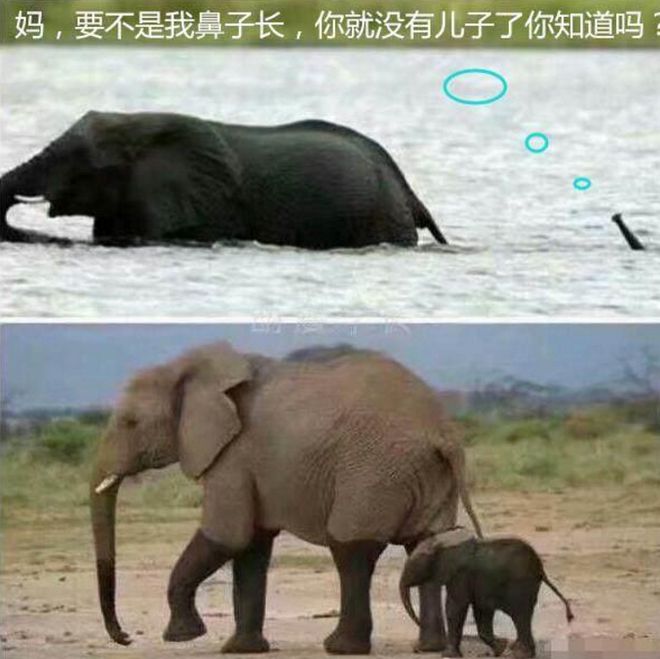 搞笑段子：治愈失恋的搞笑段子笑得肚子疼。(图1)