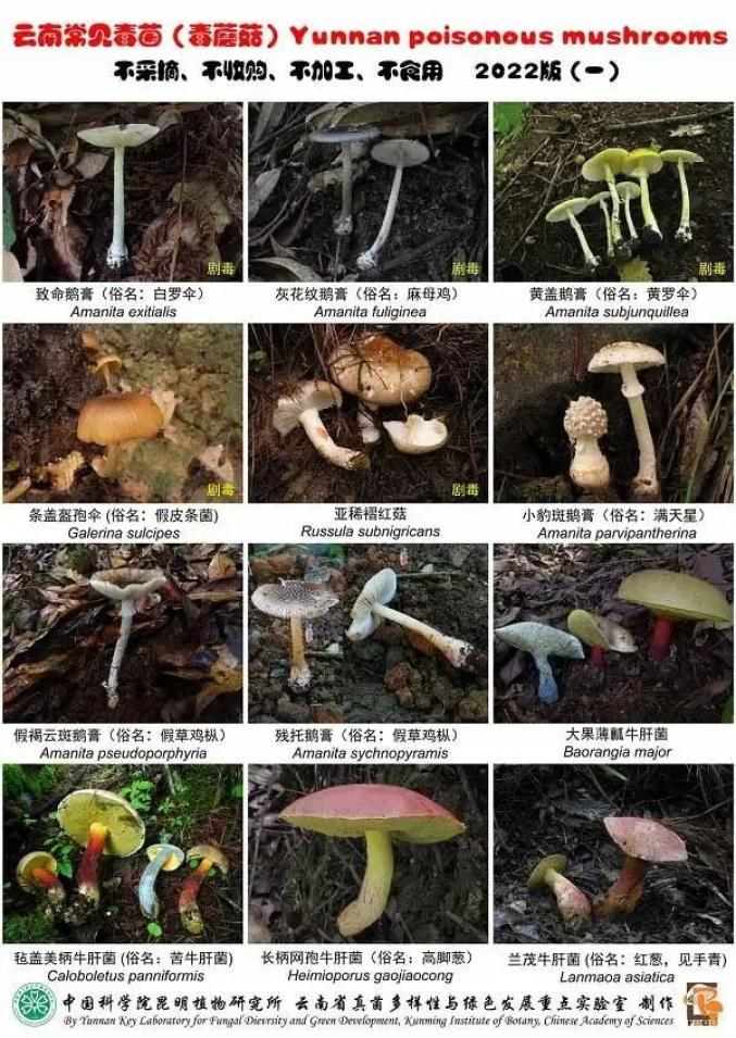 吃毒蘑菇成了搞笑段子、探险游戏？别拿中毒当儿戏！(图3)