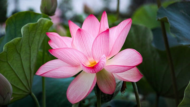 极品笑线则我要笑到抽筋了(图2)