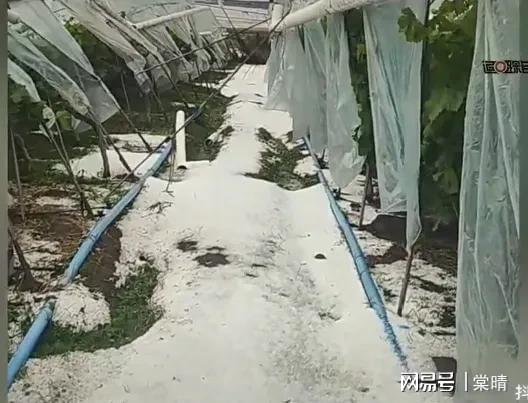 九游娱乐：凉山多县突遭冰雹橙色预警！果农哭诉：葡萄全砸烂了咋办(图3)