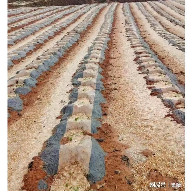 九游娱乐：凉山多县突遭冰雹橙色预警！果农哭诉：葡萄全砸烂了咋办(图2)