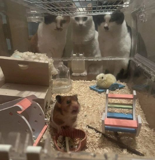 轻松一刻：据说这是学生们回学校的全程表情(图7)