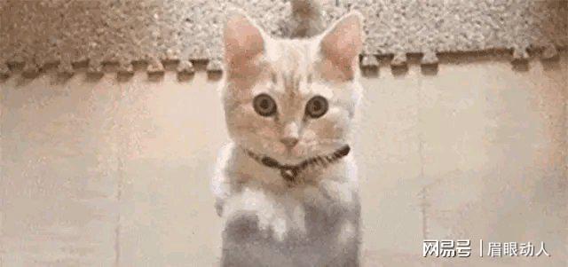 胡歌情绪崩溃敲响家庭警钟提醒子女珍惜当下(图13)