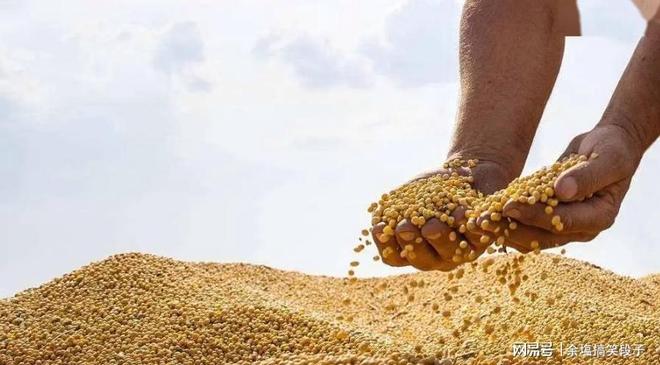 九游娱乐：不买大豆就是“经济敌对”？特朗普报复来了：停止进口中国食用油