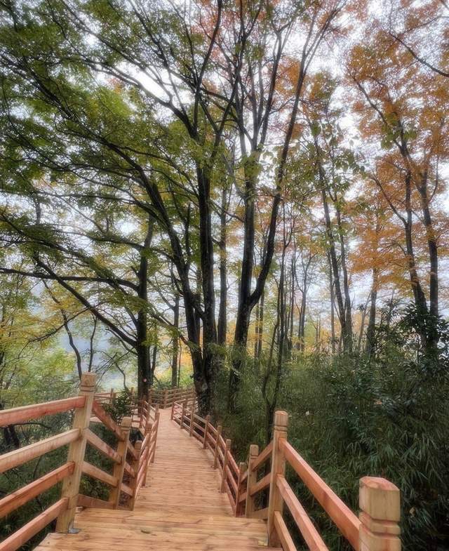 秋日美景中国红叶第一山在四川它是国家5A景区眼下美到封神！(图2)