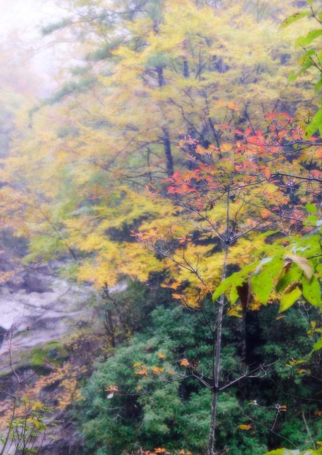 秋日美景中国红叶第一山在四川它是国家5A景区眼下美到封神！(图5)