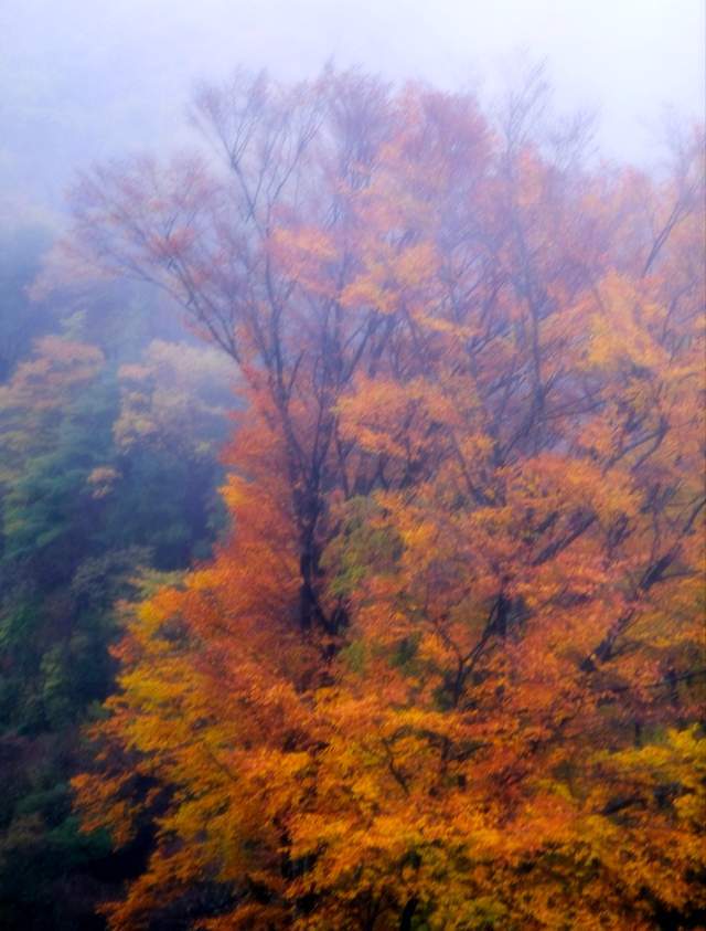 秋日美景中国红叶第一山在四川它是国家5A景区眼下美到封神！(图4)