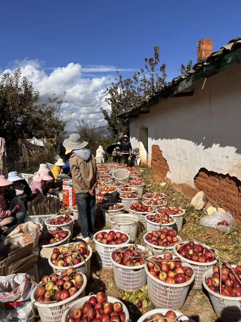 死磕盐源苹果糖心率：他自建供应链年卖百万斤(图6)