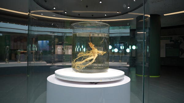 踏雪长白之行溯源道地人参御君方以脚步丈量每一份健康承诺(图2)